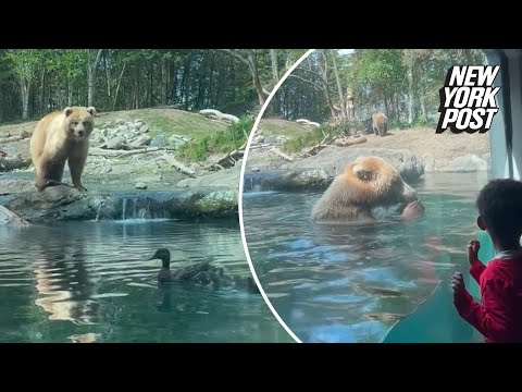 Hangry bear gobbles up ducklings at the zoo in front of horrified children: ‘That was not nice’