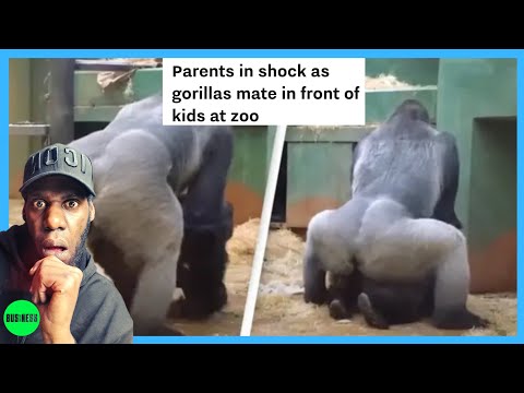 GORRILAS MATE INFRONT KIDS AT ZOO PARENTS shocked