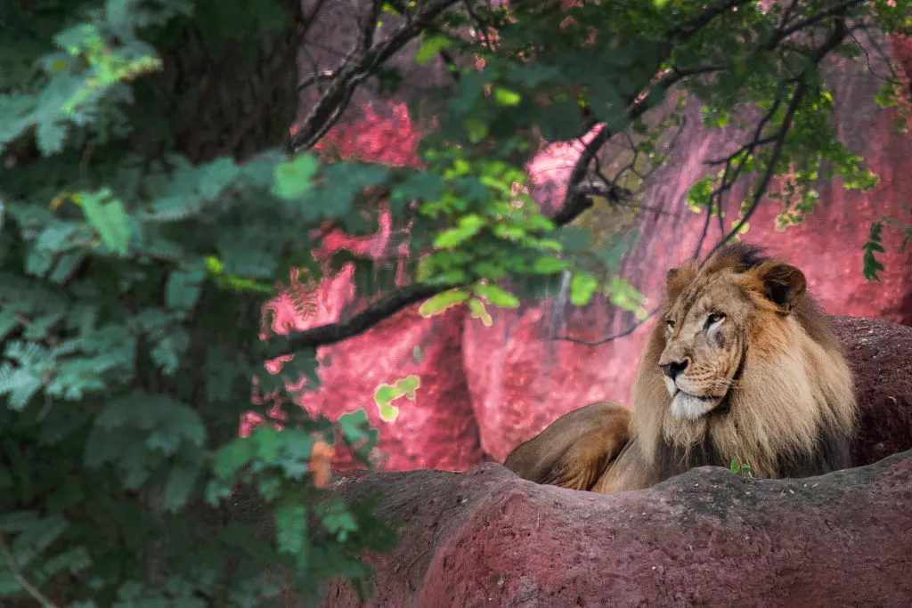 Man reportedly mauled to death by lion after climbing into enclosure ...