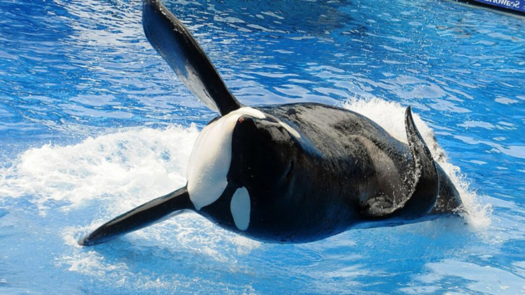 Harrowing moment orca came to viewing window with dead SeaWorld trainer ...