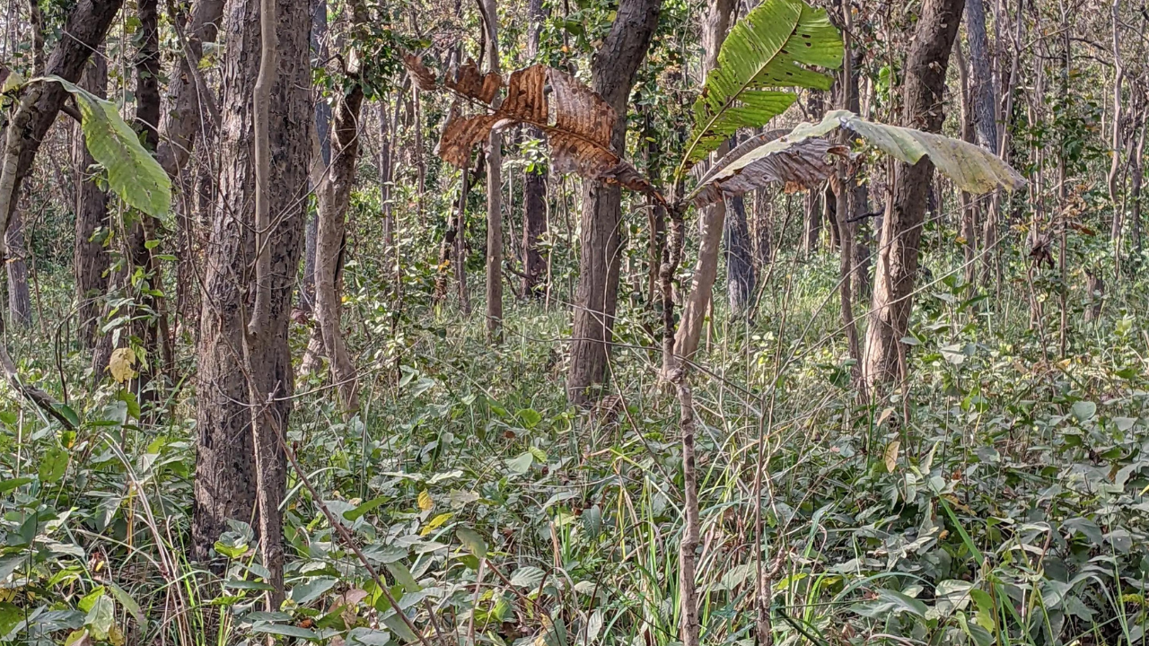 tiger in jungle